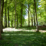 Skov til begravelser af bedemand Joan Holst