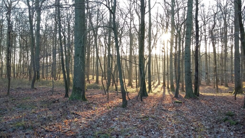 Skovbegravelse med sollys gennem træerne