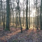 skov med sollys gennem træerne Holst begravelser